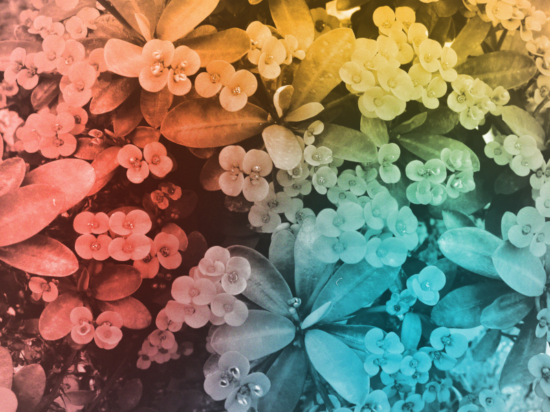 Have a Care for Earth