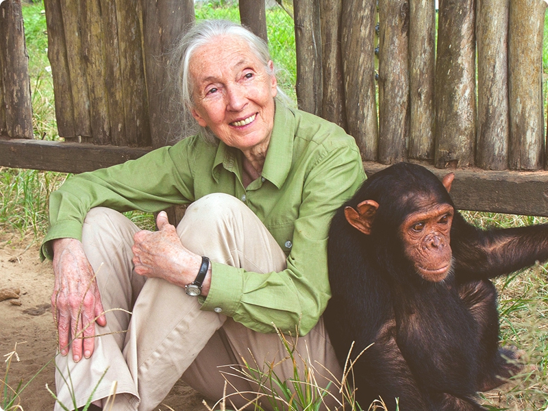 Tribute to Jane Goodall