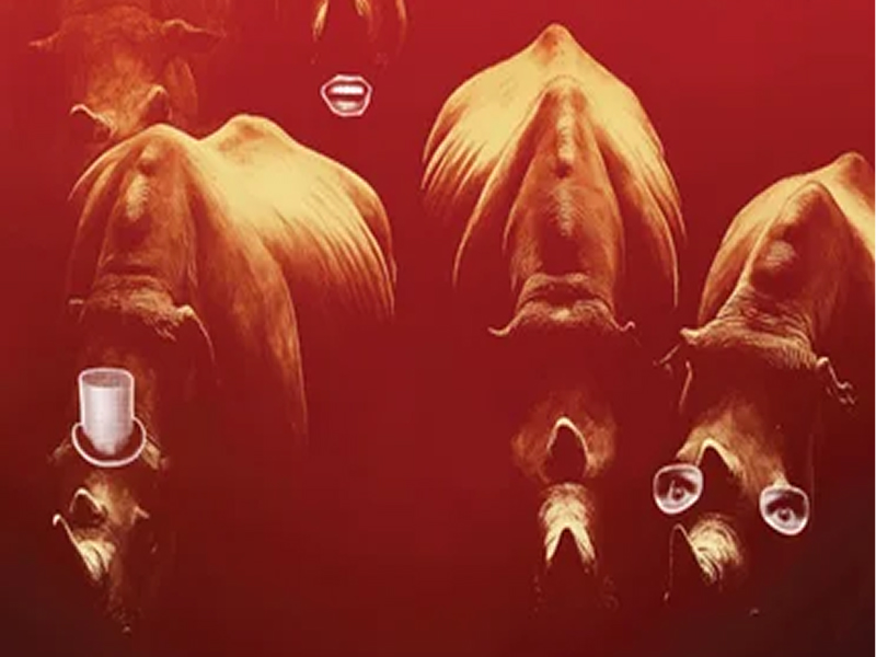 Rhinoceros: To be or not to be?